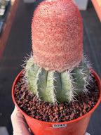 Melocactus Matanzanus Dwarf Form | Rare Big Cephalium Live Cactus Plant