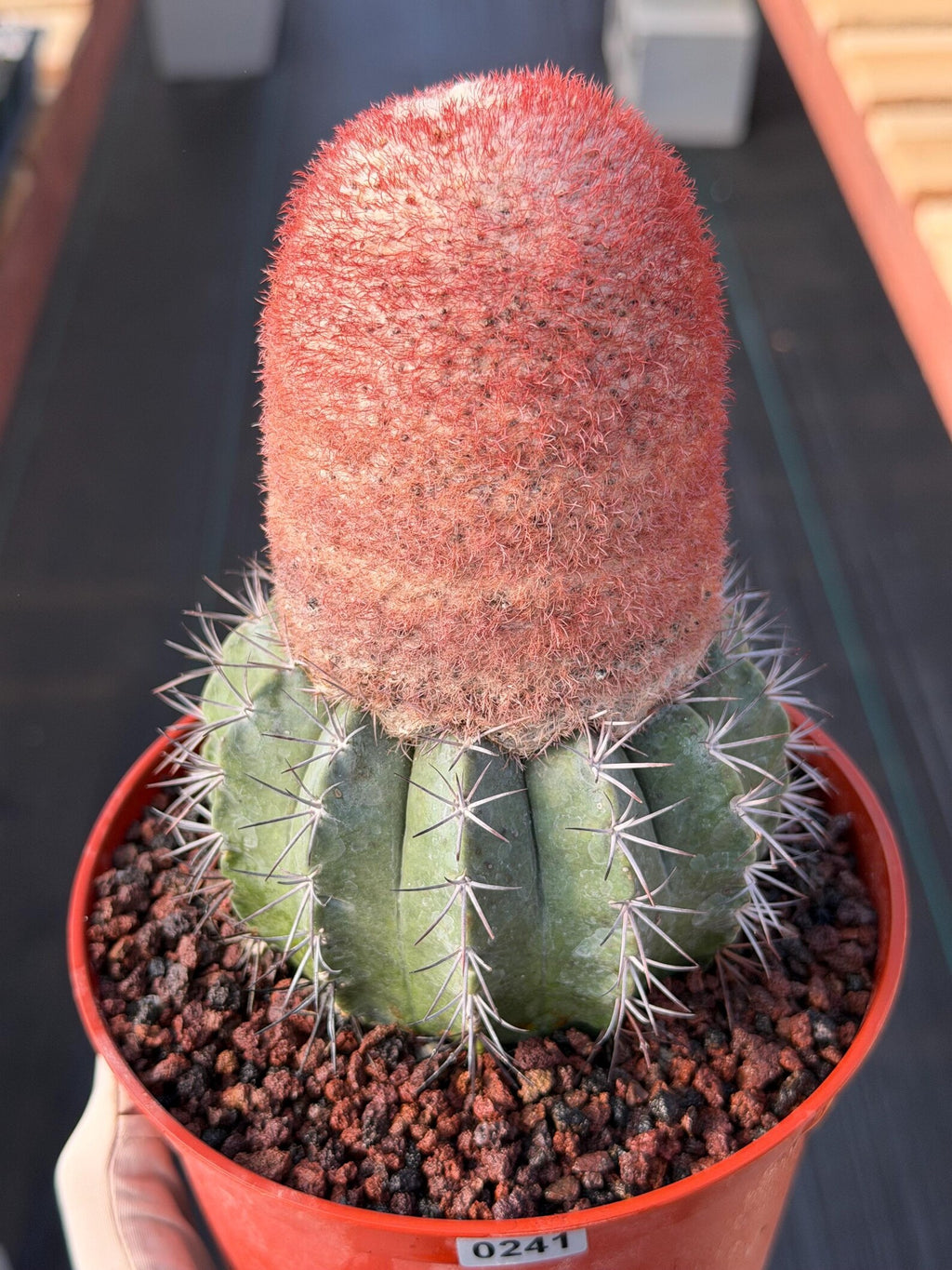 Melocactus Matanzanus Dwarf Form | Rare Big Cephalium Live Cactus Plant