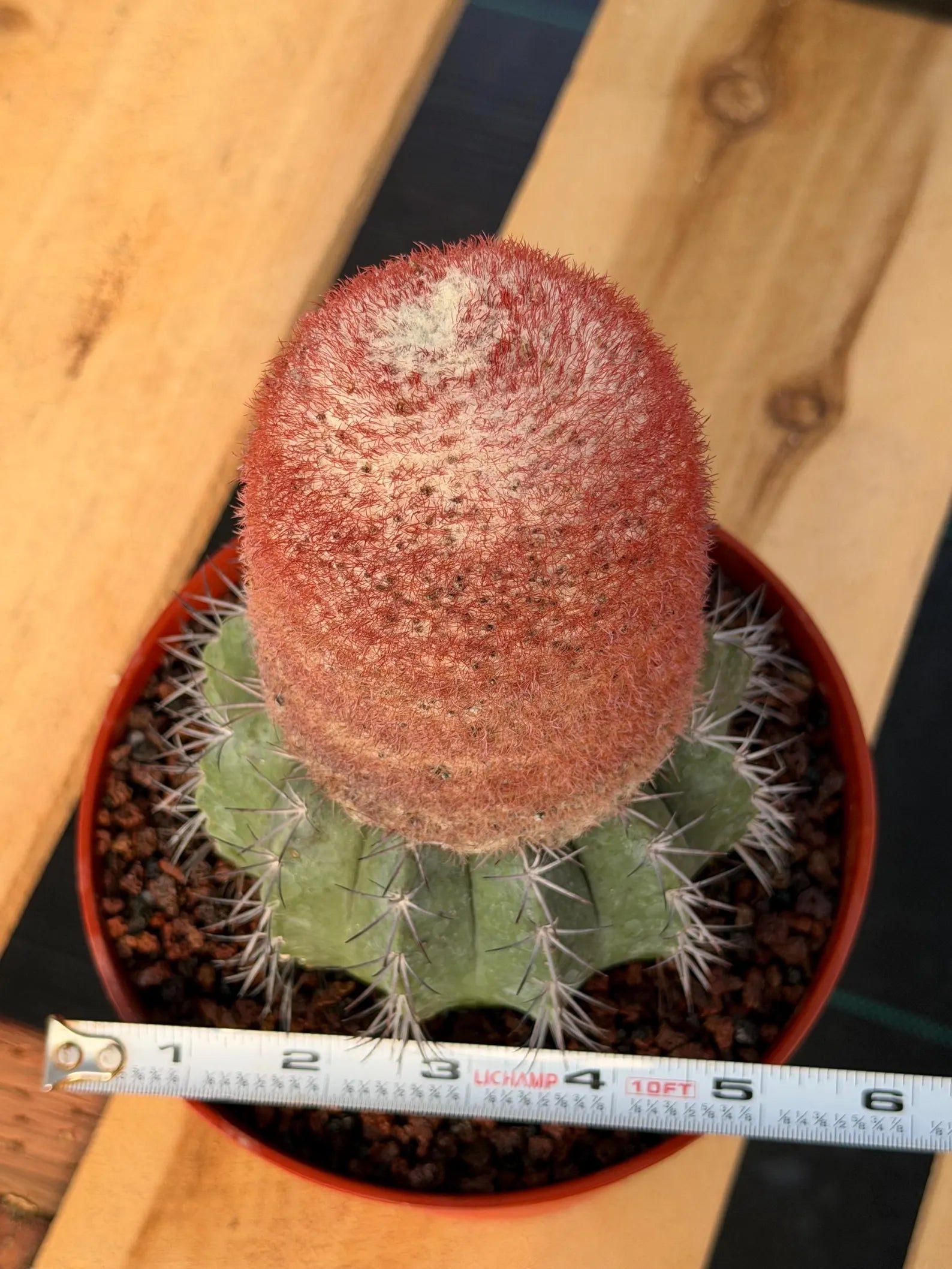 Melocactus Matanzanus Dwarf Form | Rare Big Cephalium Live Cactus Plant