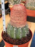 Melocactus Matanzanus Dwarf Form | Rare Big Cephalium Live Cactus Plant
