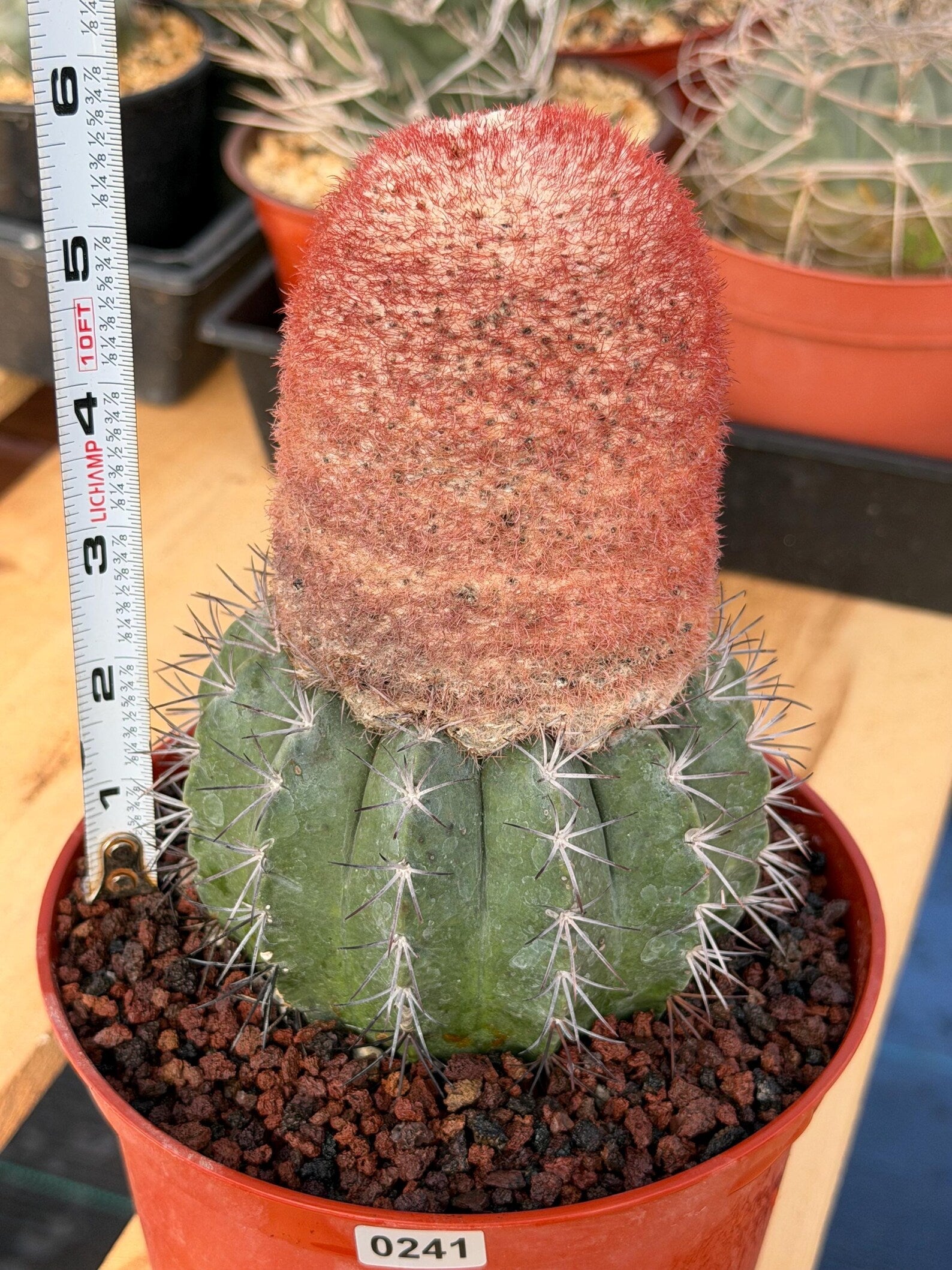 Melocactus Matanzanus Dwarf Form | Rare Big Cephalium Live Cactus Plant