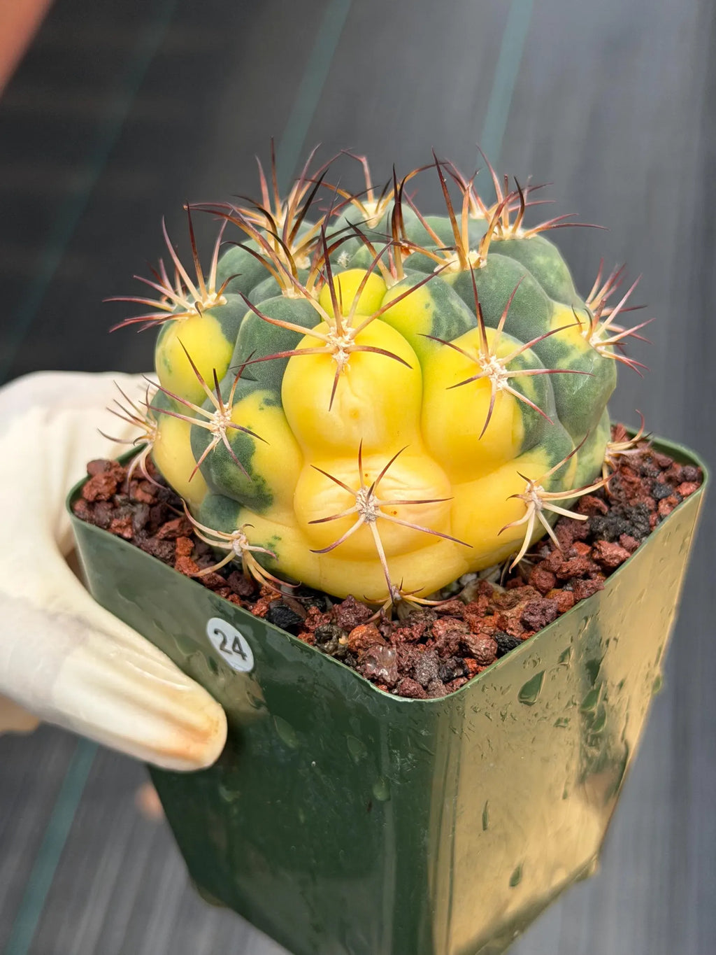 Variegated Gymnocalycium Saglionis – Rare Seed-Grown Flowering Cactus | Collector's Plant #24