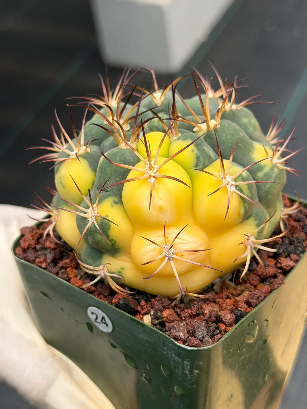 Variegated Gymnocalycium Saglionis – Rare Seed-Grown Flowering Cactus | Collector's Plant #24
