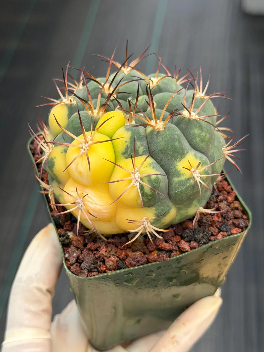 Variegated Gymnocalycium Saglionis – Rare Seed-Grown Flowering Cactus | Collector's Plant #24