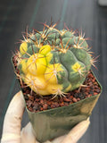 Variegated Gymnocalycium Saglionis – Rare Seed-Grown Flowering Cactus | Collector's Plant #24