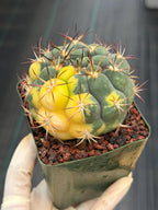 Variegated Gymnocalycium Saglionis – Rare Seed-Grown Flowering Cactus | Collector's Plant #24