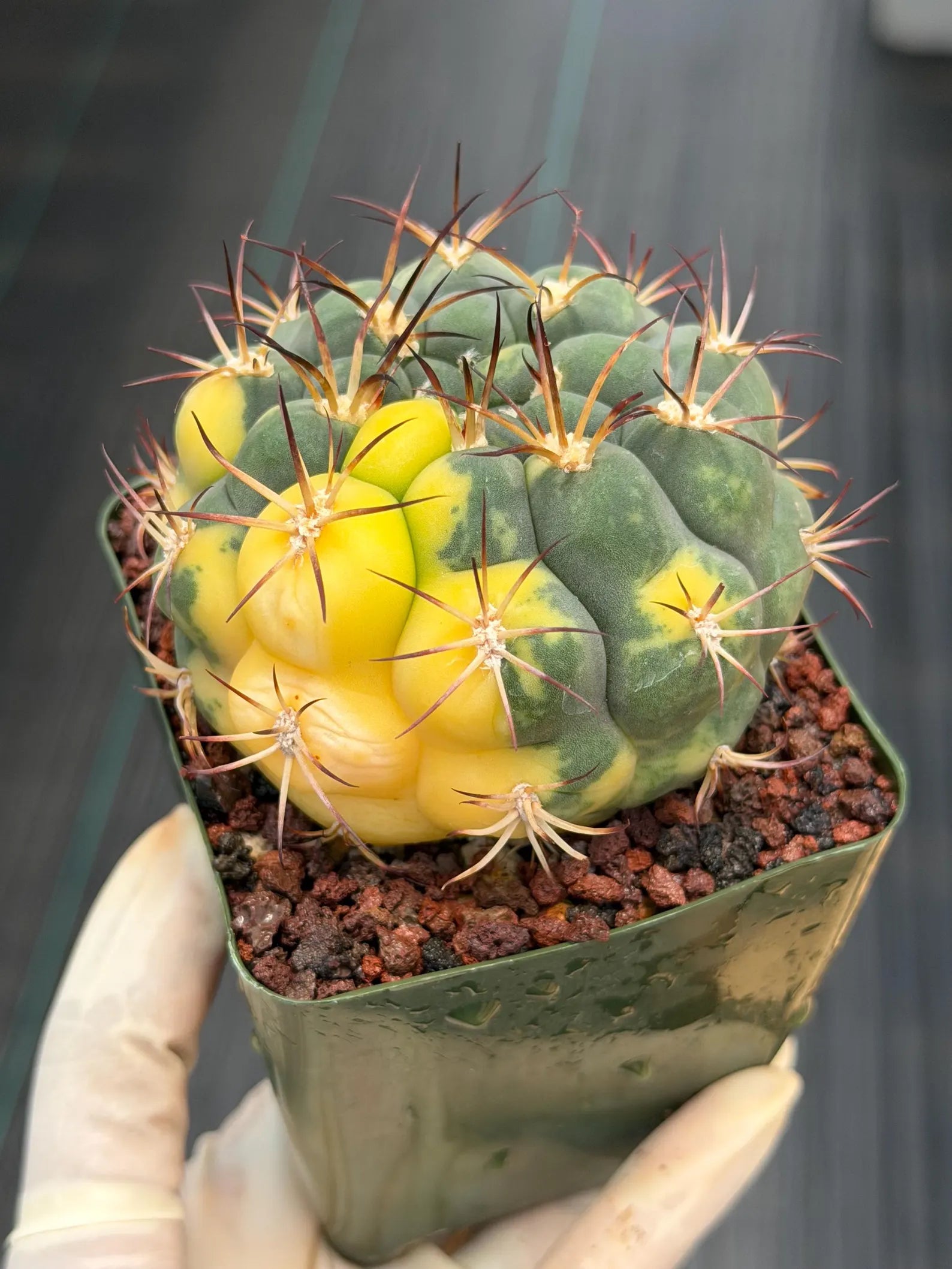Variegated Gymnocalycium Saglionis – Rare Seed-Grown Flowering Cactus | Collector's Plant #24