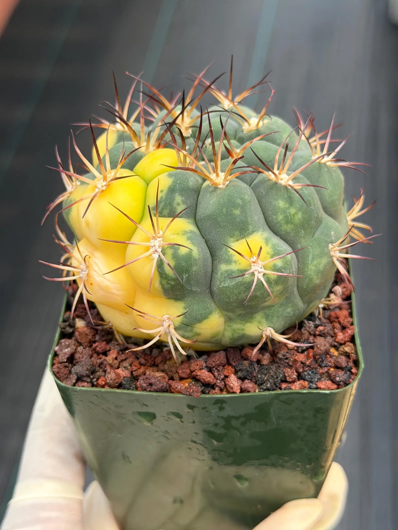 Variegated Gymnocalycium Saglionis – Rare Seed-Grown Flowering Cactus | Collector's Plant #24