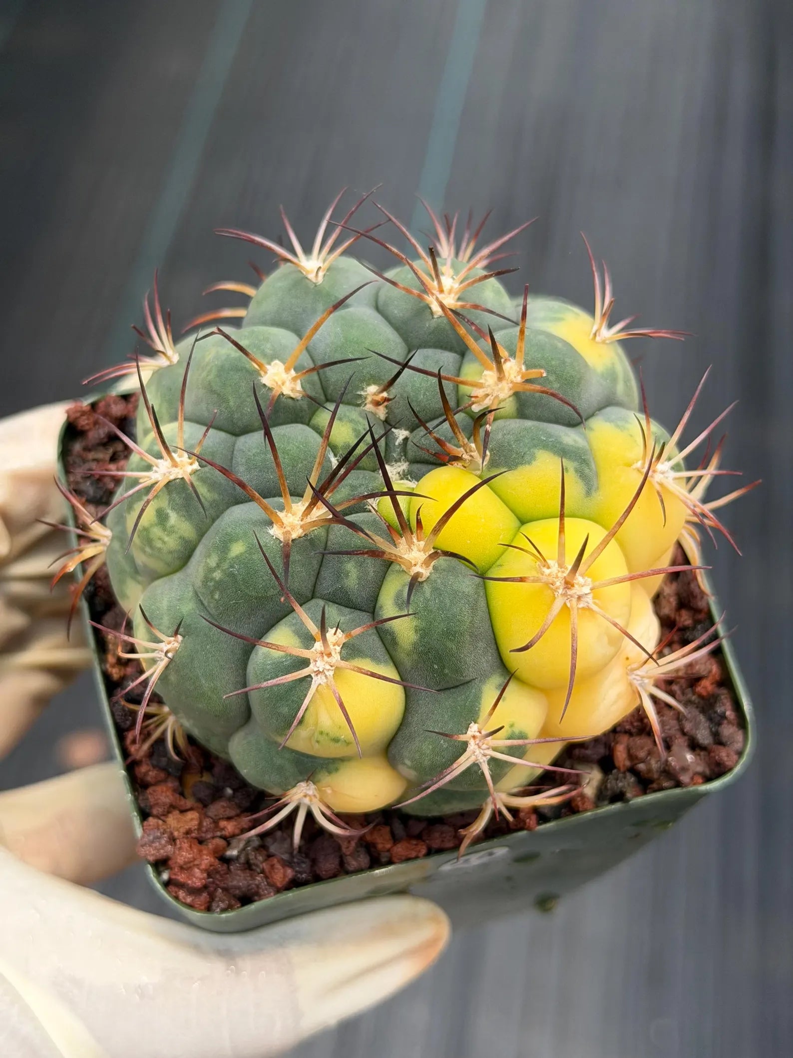 Variegated Gymnocalycium Saglionis – Rare Seed-Grown Flowering Cactus | Collector's Plant #24