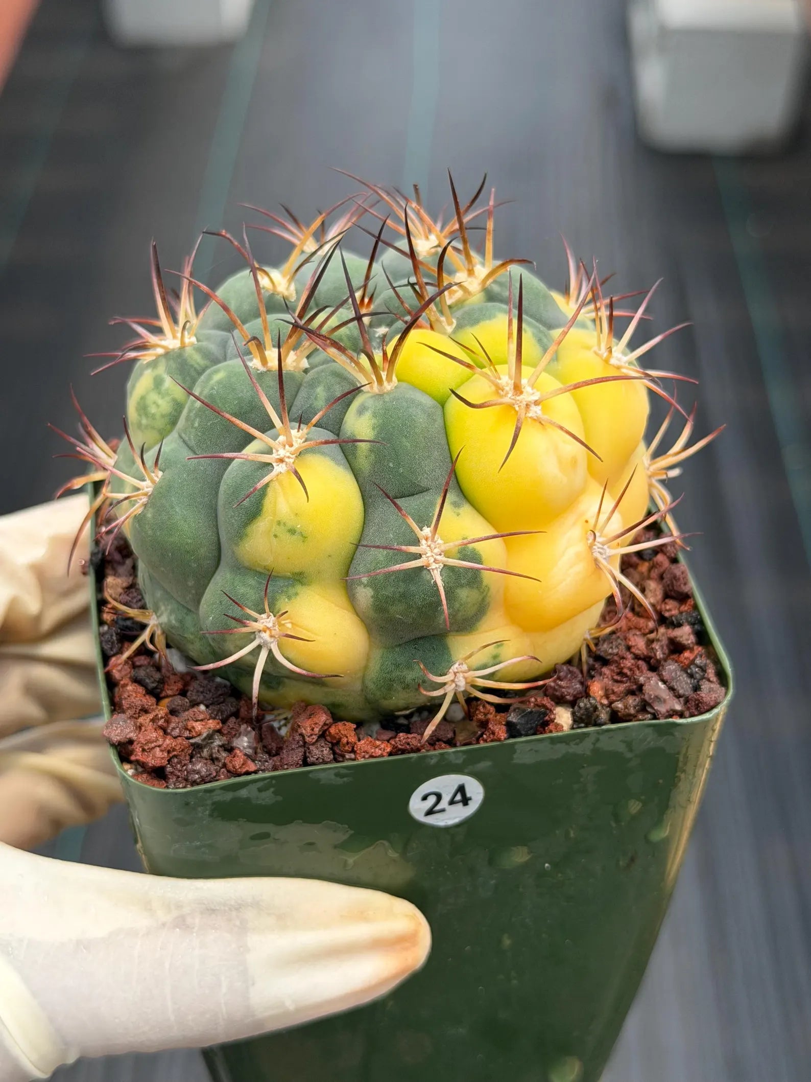 Variegated Gymnocalycium Saglionis – Rare Seed-Grown Flowering Cactus | Collector's Plant #24