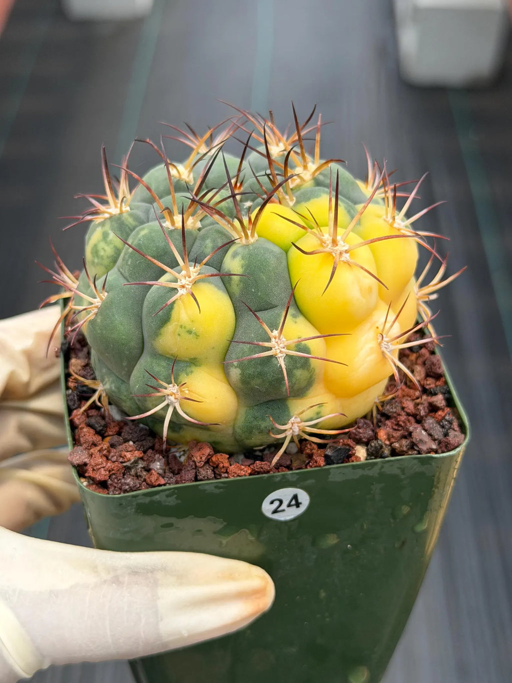 Variegated Gymnocalycium Saglionis – Rare Seed-Grown Flowering Cactus | Collector's Plant #24