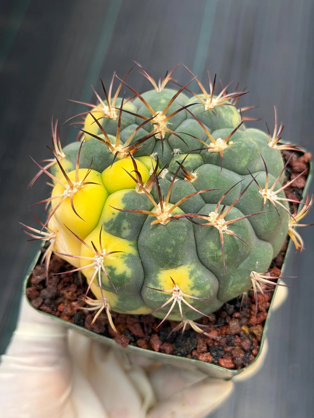 Variegated Gymnocalycium Saglionis – Rare Seed-Grown Flowering Cactus | Collector's Plant #24