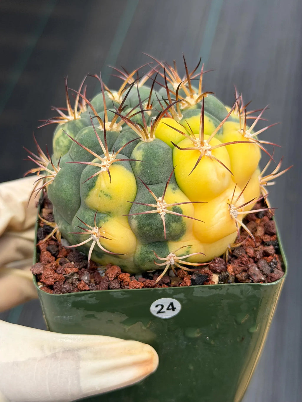 Variegated Gymnocalycium Saglionis – Rare Seed-Grown Flowering Cactus | Collector's Plant #24