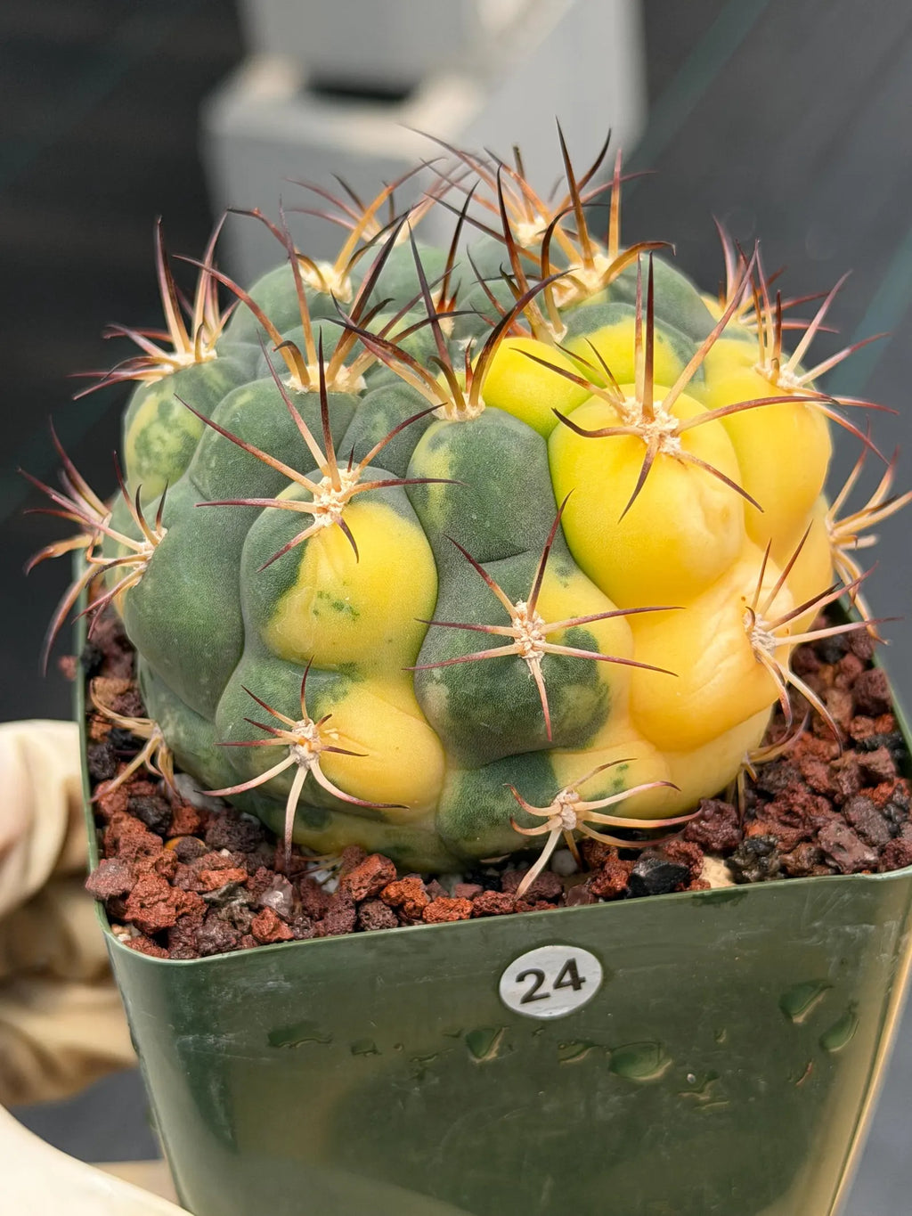 Variegated Gymnocalycium Saglionis – Rare Seed-Grown Flowering Cactus | Collector's Plant #24