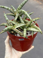 Sansevieria Suffruticosa Live Plant #242 | Rare Snake Plant | Easy Care Houseplant