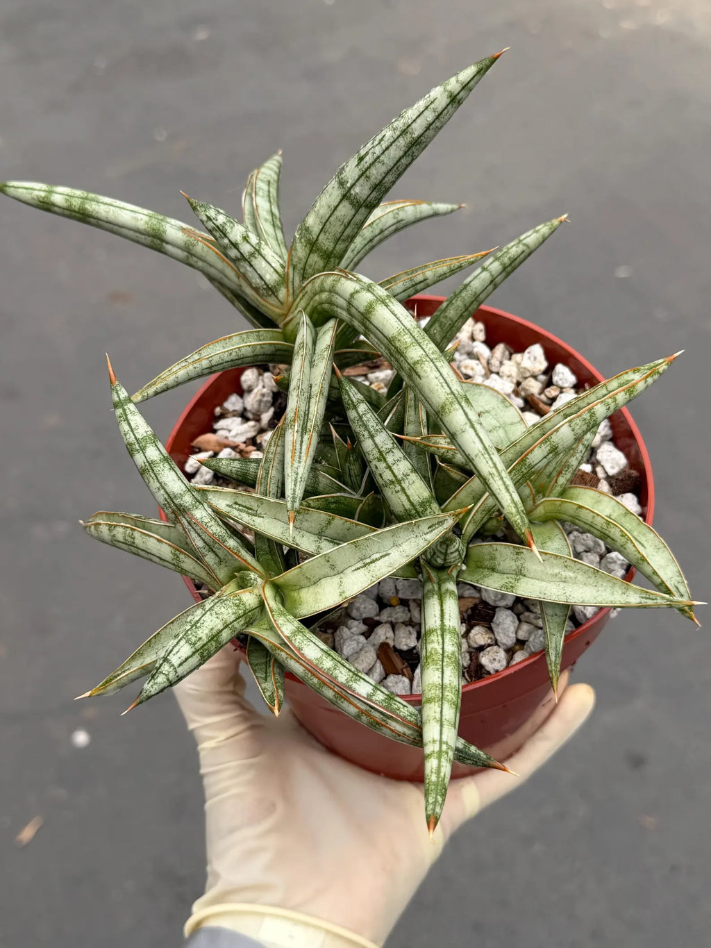 Sansevieria Suffruticosa Live Plant #242 | Rare Snake Plant | Easy Care Houseplant