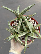 Sansevieria Suffruticosa Live Plant #242 | Rare Snake Plant | Easy Care Houseplant