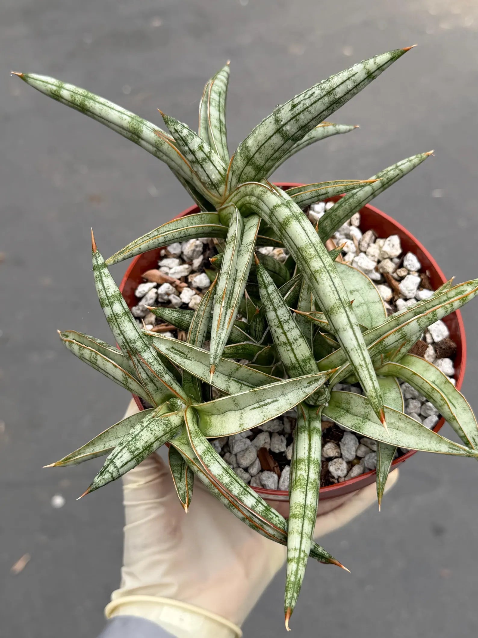 Sansevieria Suffruticosa Live Plant #242 | Rare Snake Plant | Easy Care Houseplant