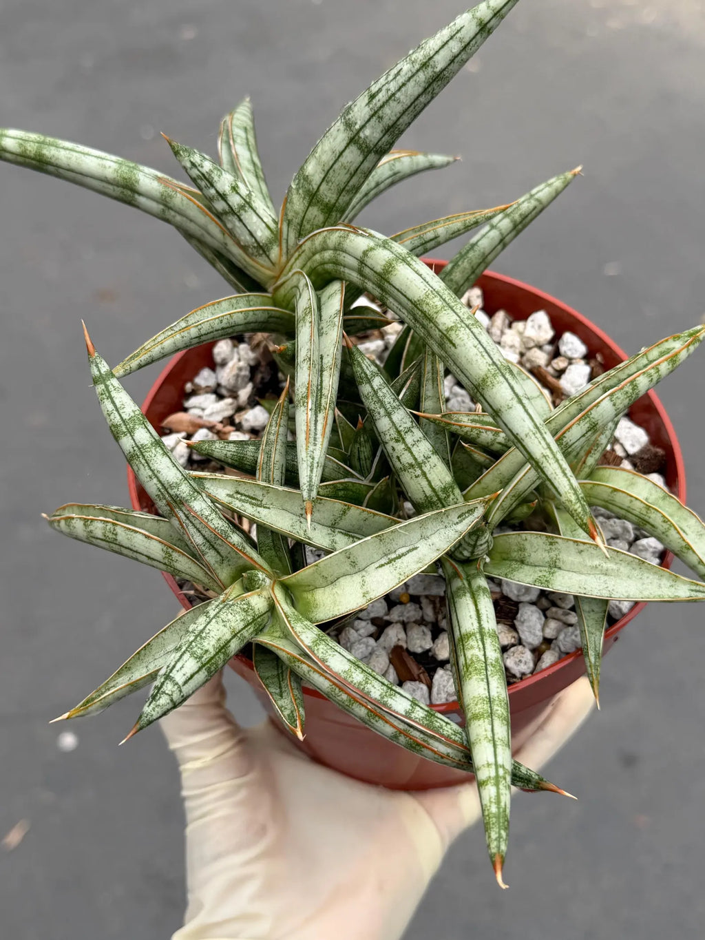 Sansevieria Suffruticosa Live Plant #242 | Rare Snake Plant | Easy Care Houseplant