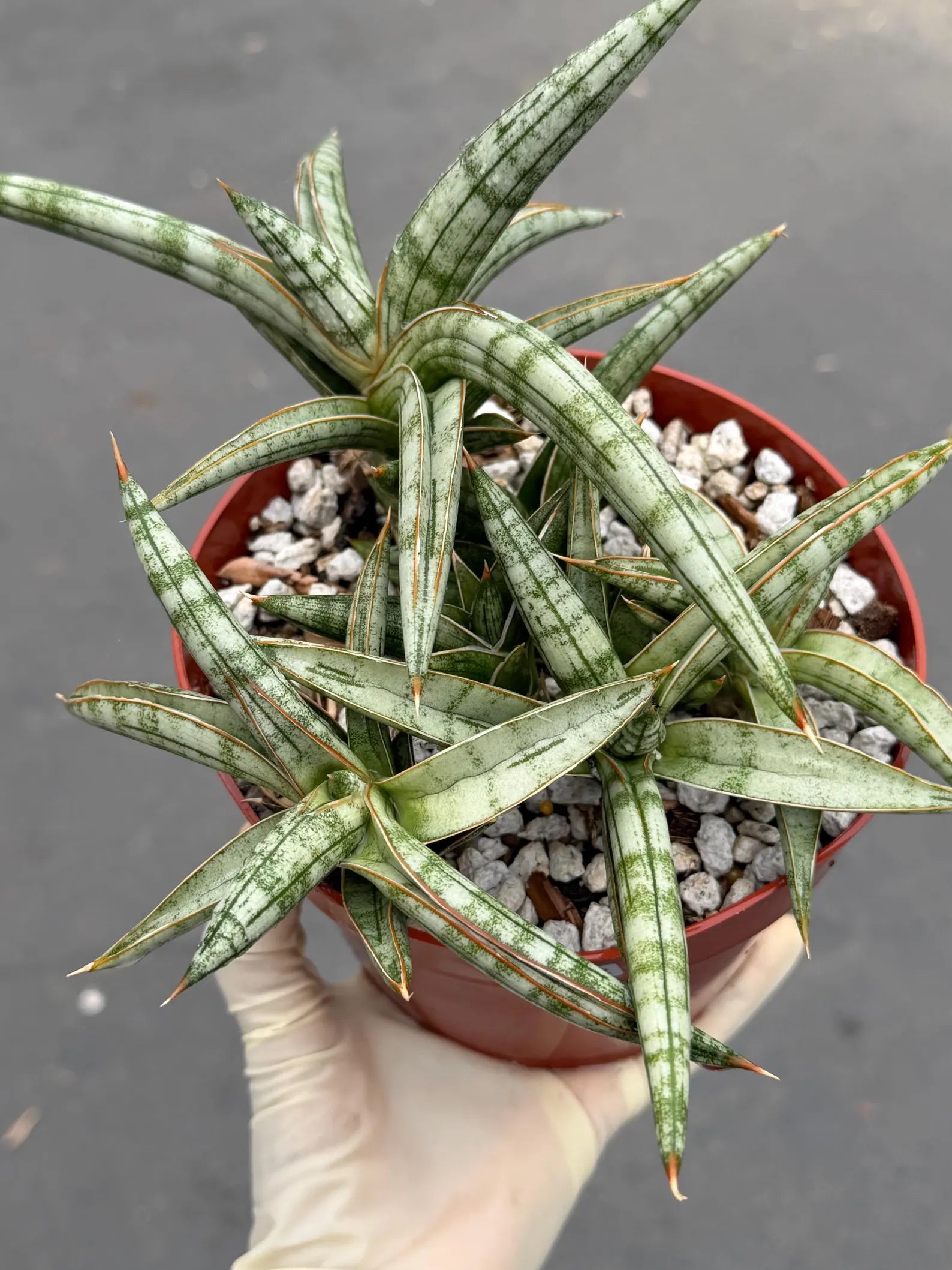 Sansevieria Suffruticosa Live Plant #242 | Rare Snake Plant | Easy Care Houseplant