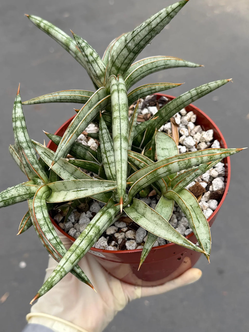 Sansevieria Suffruticosa Live Plant #242 | Rare Snake Plant | Easy Care Houseplant