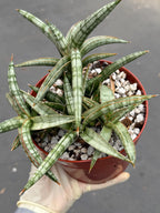 Sansevieria Suffruticosa Live Plant #242 | Rare Snake Plant | Easy Care Houseplant