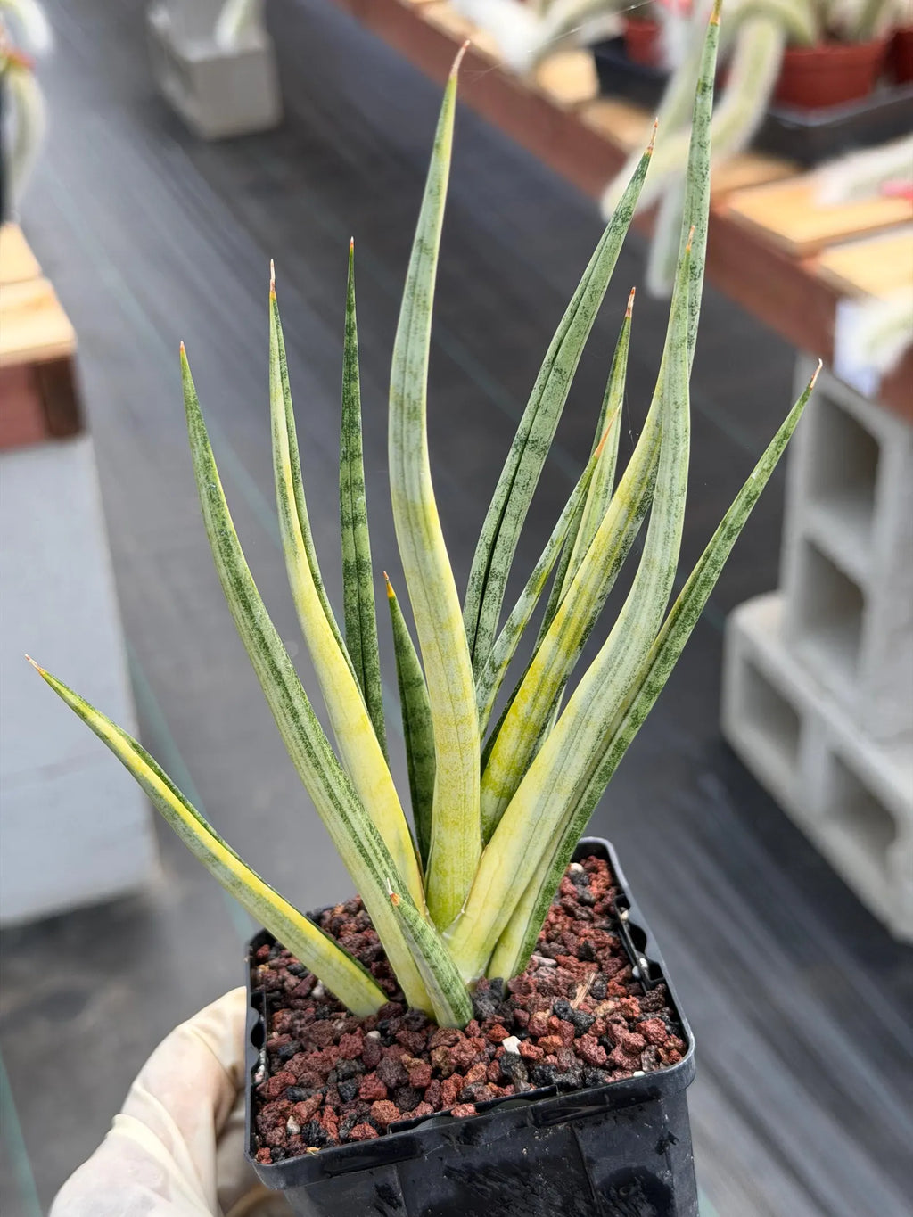 Sansevieria Bunlue Torch Variegated Rare Snake Plant – Live Houseplant