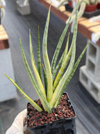 Sansevieria Bunlue Torch Variegated Rare Snake Plant – Live Houseplant