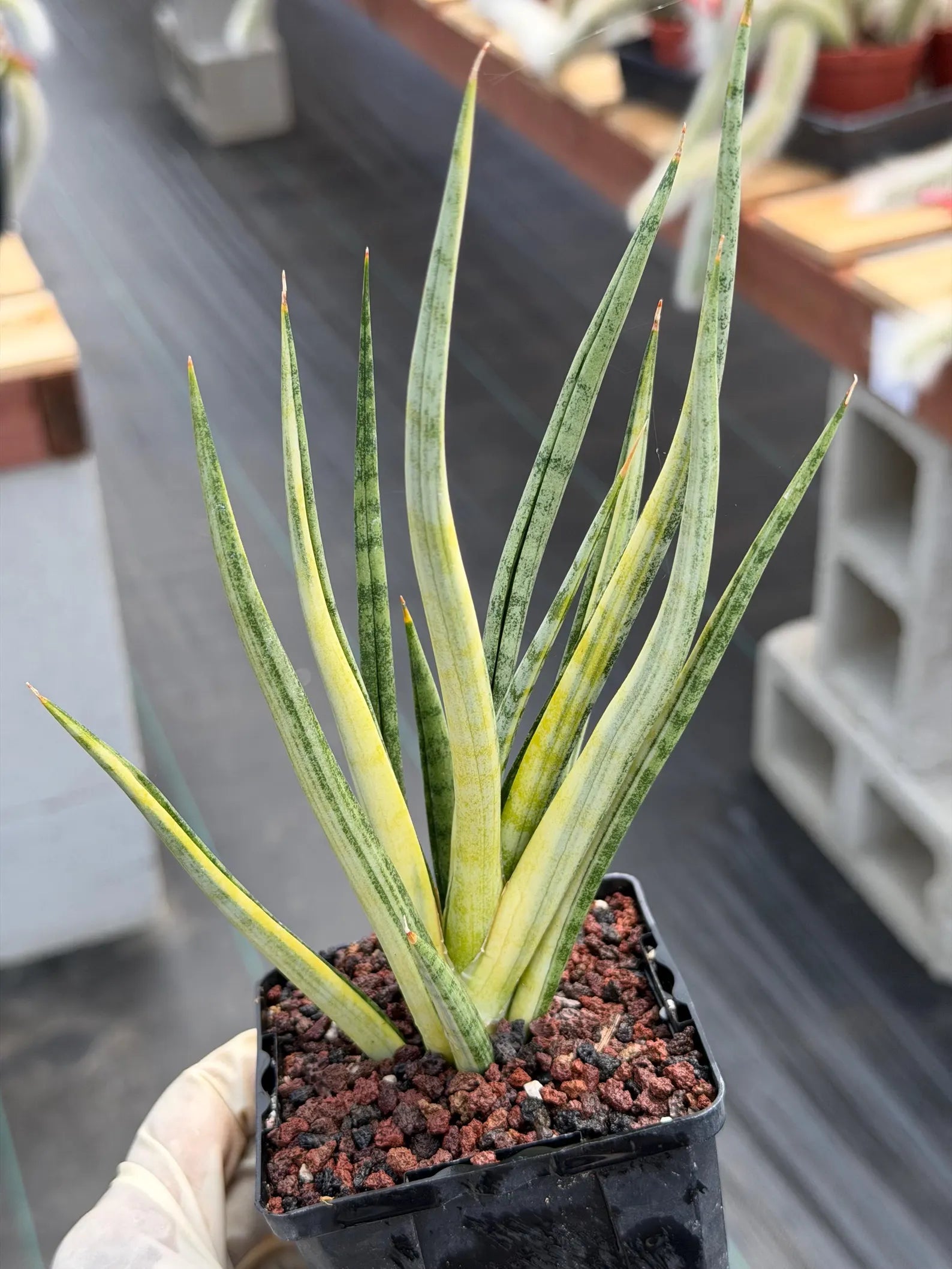 Sansevieria Bunlue Torch Variegated Rare Snake Plant – Live Houseplant