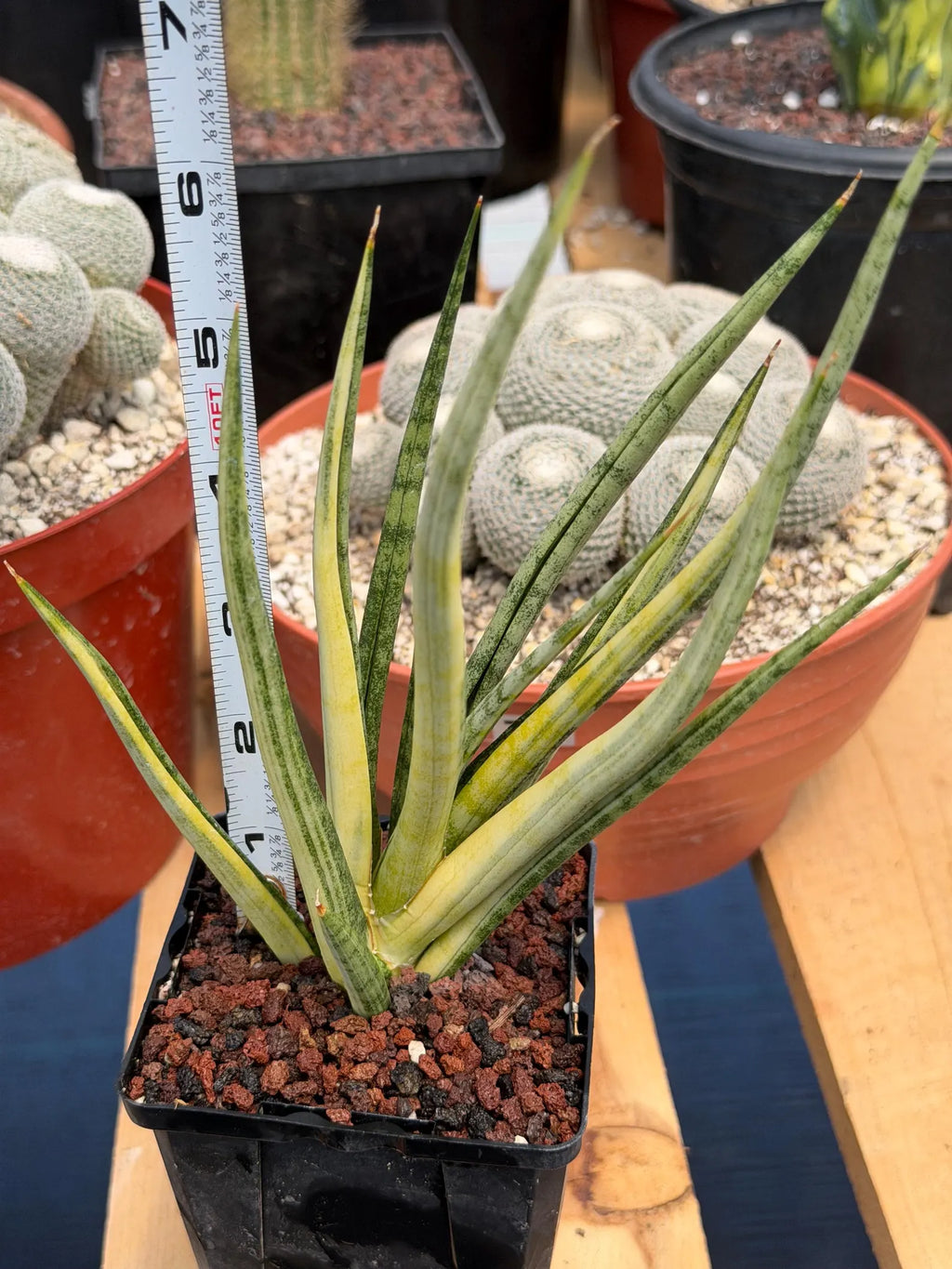 Sansevieria Bunlue Torch Variegated Rare Snake Plant – Live Houseplant
