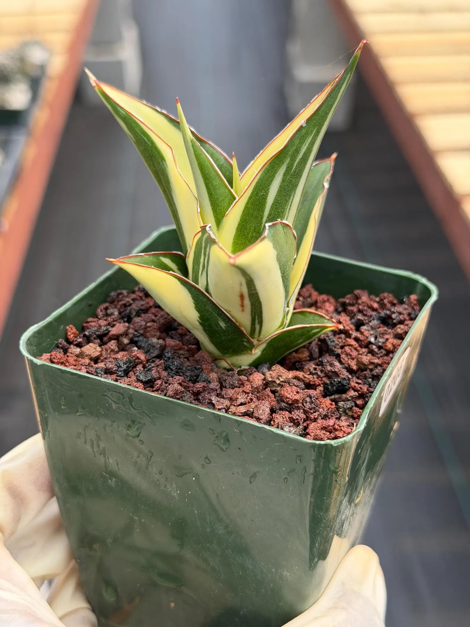 Variegated Sansevieria Tower #205 | Rare Snake Plant | Easy Care Live Houseplant