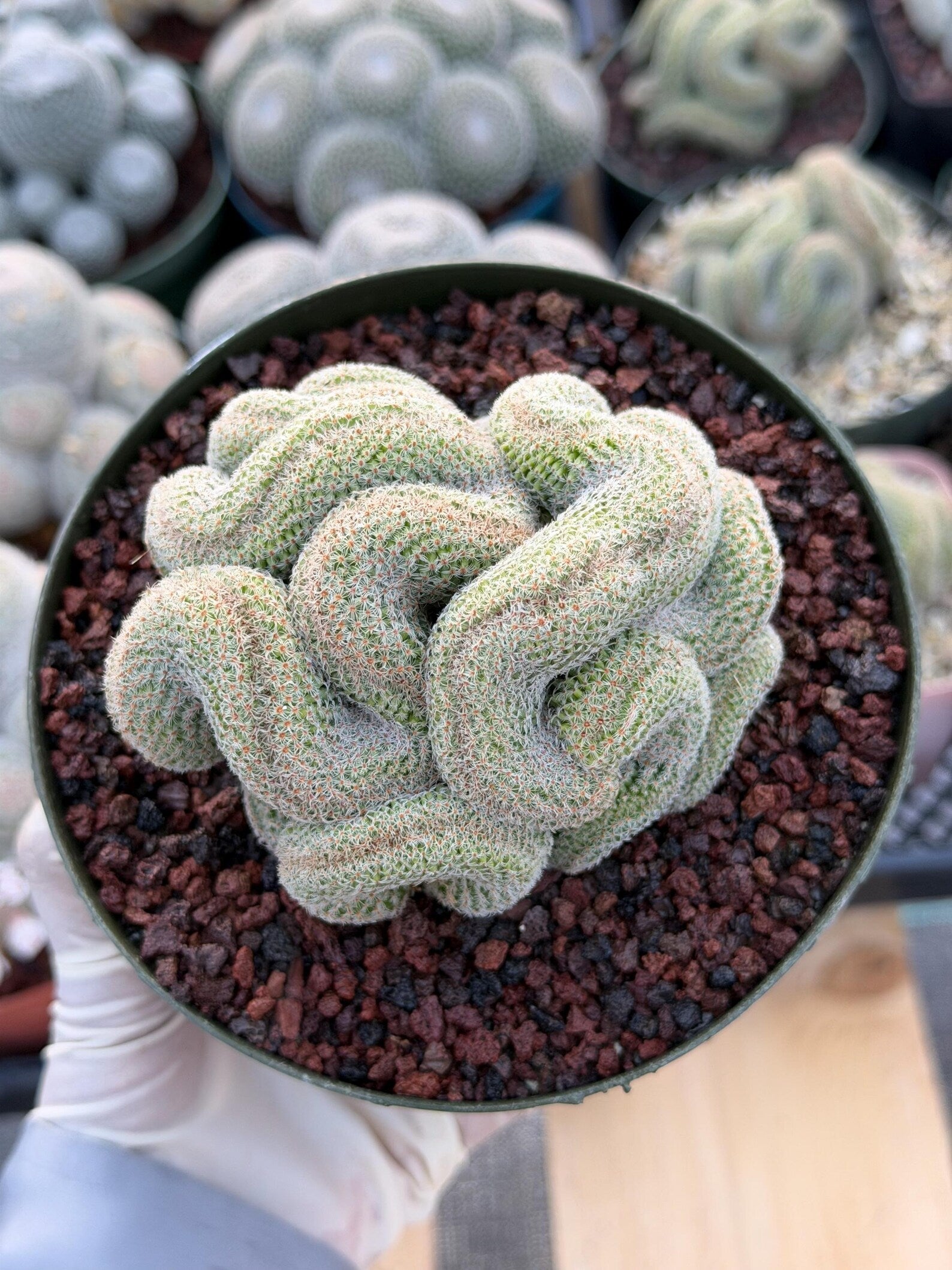Crested Mammillaria | Rare Collector Cactus | Live Plant #379