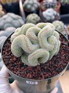 Crested Mammillaria | Rare Collector Cactus | Live Plant #379