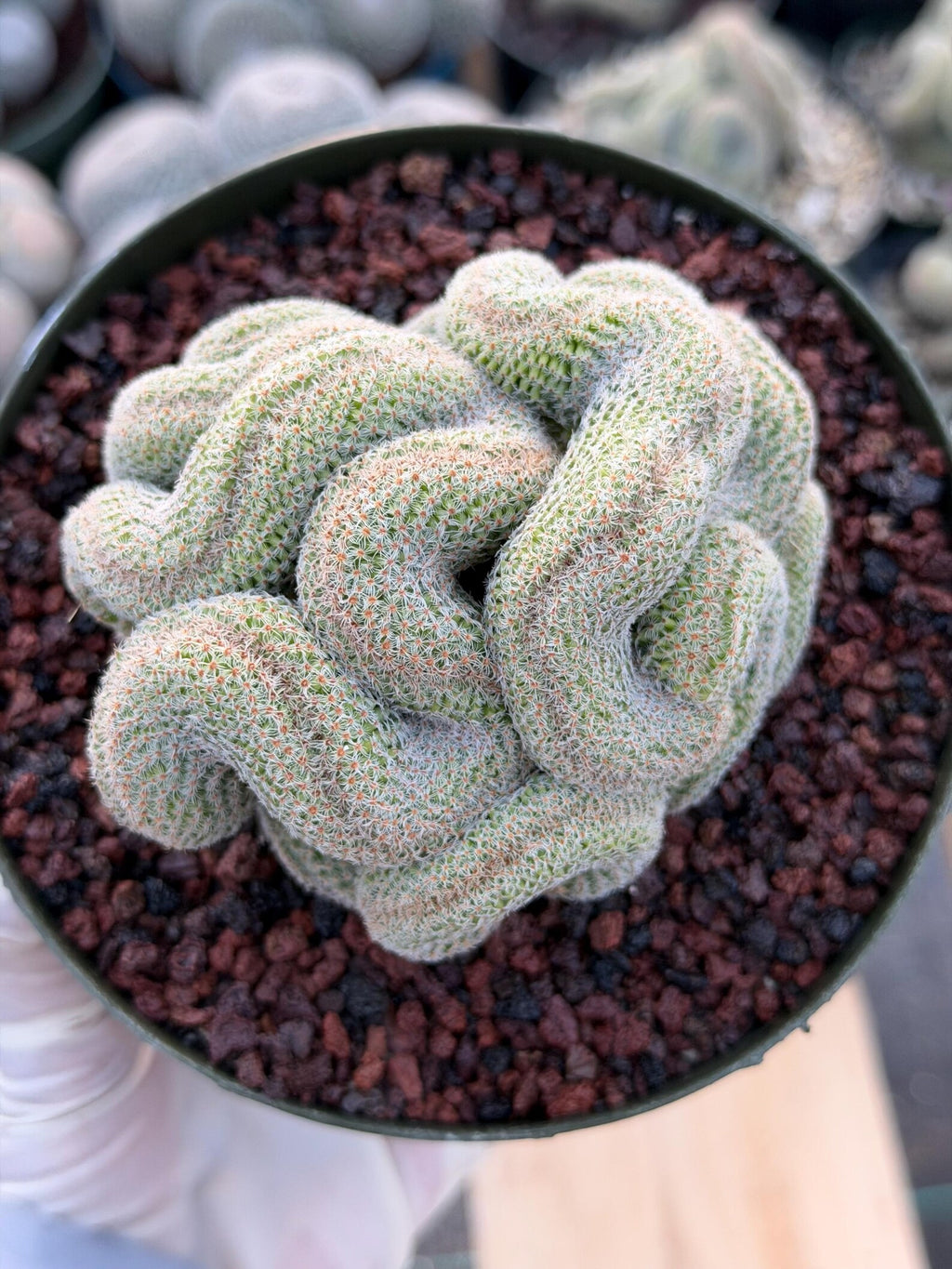 Crested Mammillaria | Rare Collector Cactus | Live Plant #379