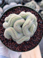 Crested Mammillaria | Rare Collector Cactus | Live Plant #379