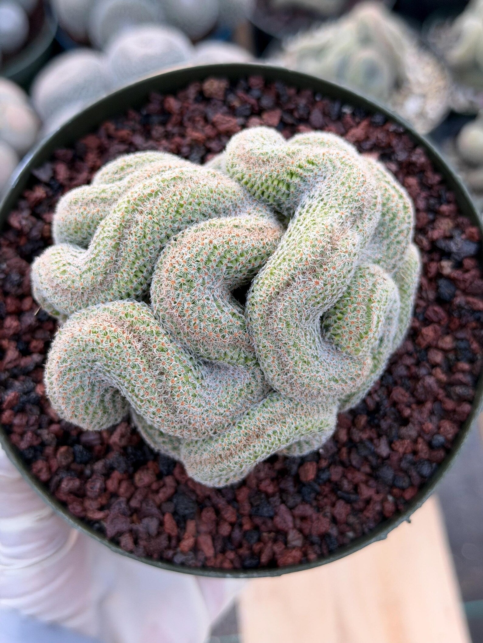 Crested Mammillaria | Rare Collector Cactus | Live Plant #379