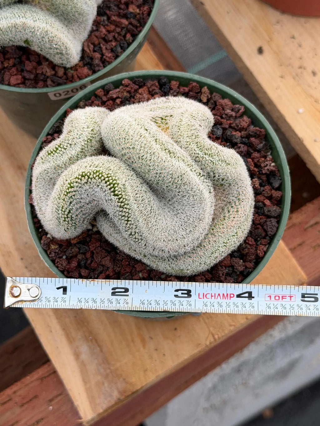 Crested Mammillaria Perbella Live Cactus | Thick Crested Rare Plant | Exact Plant #206