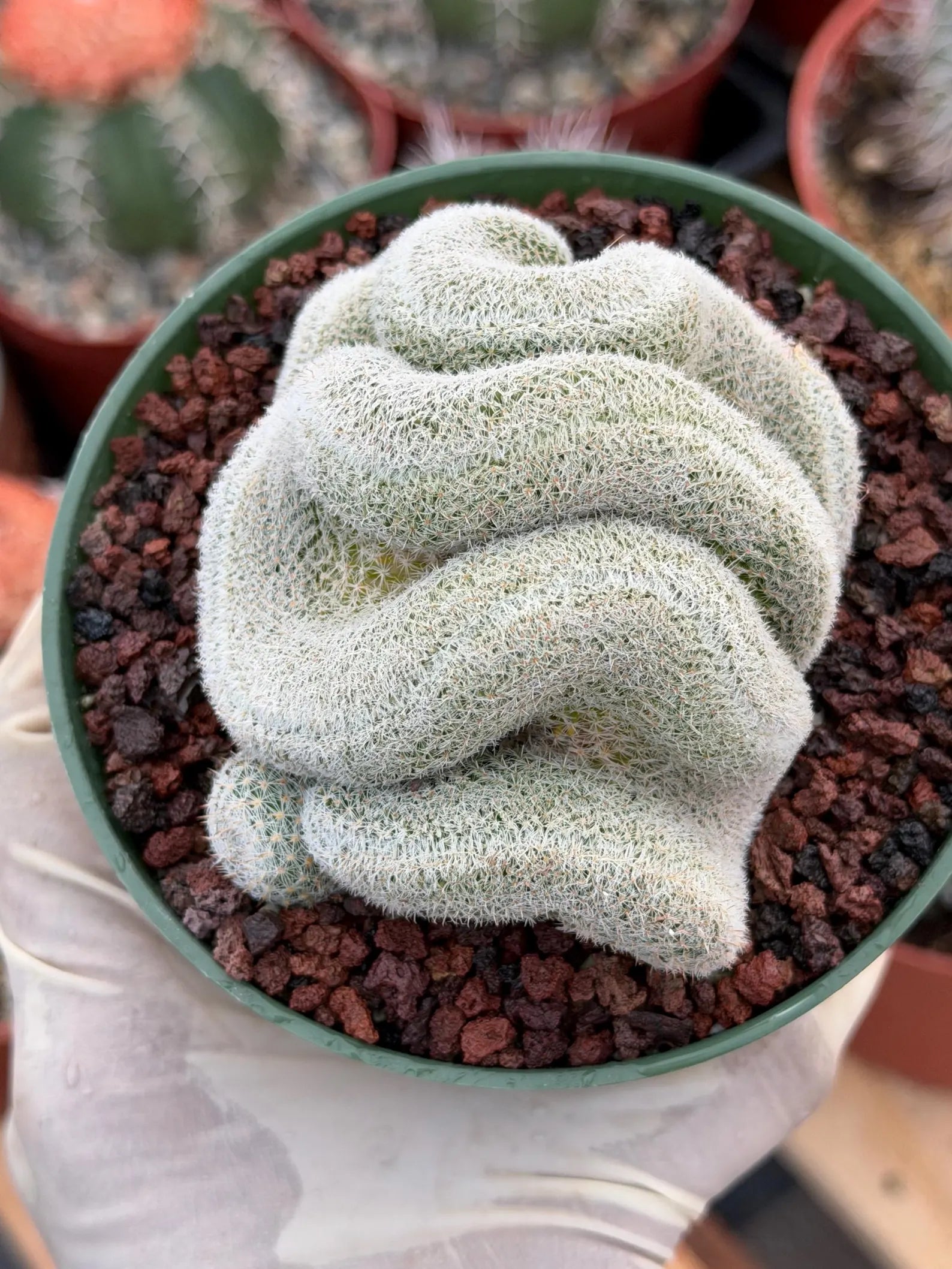Crested Mammillaria Perbella Live Cactus | Thick Crested Rare Plant | Exact Plant #206