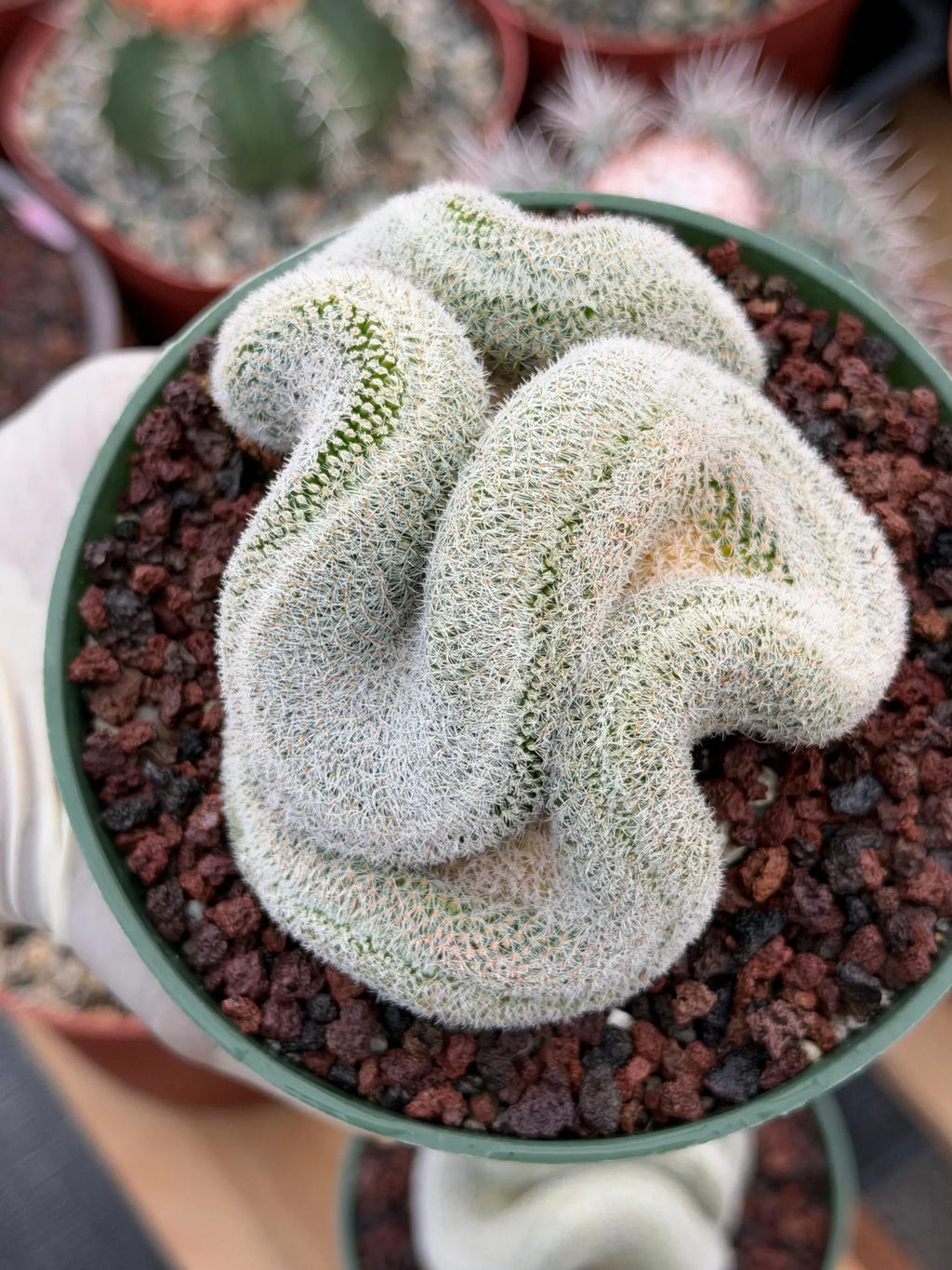 Crested Mammillaria Perbella Live Cactus | Thick Crested Rare Plant | Exact Plant #206