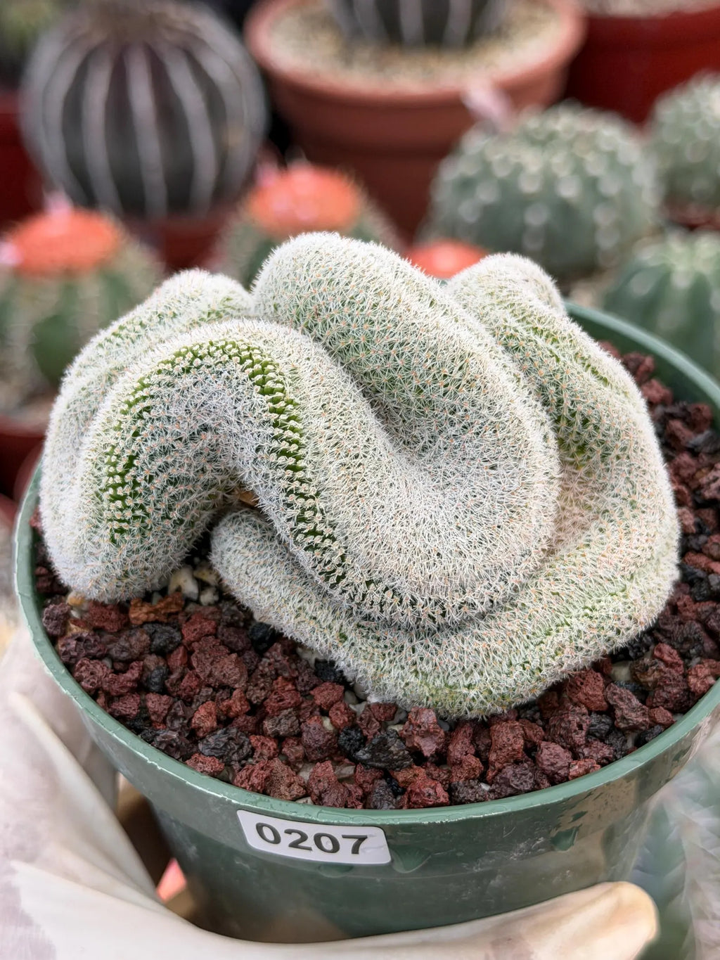 Crested Mammillaria Perbella Live Cactus | Thick Crested Rare Plant | Exact Plant #206