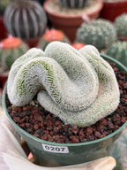 Crested Mammillaria Perbella Live Cactus | Thick Crested Rare Plant | Exact Plant #206