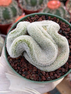 Crested Mammillaria Perbella Live Cactus | Thick Crested Rare Plant | Exact Plant #206