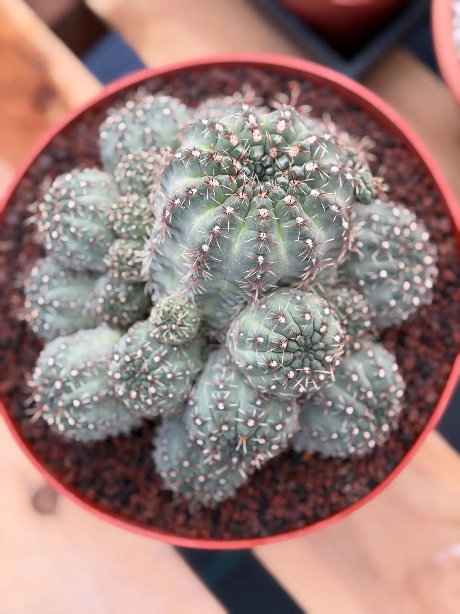 Large Gymnocalycium Baldianum Cluster | Rare Seed‑Grown Live Cactus Plant #1