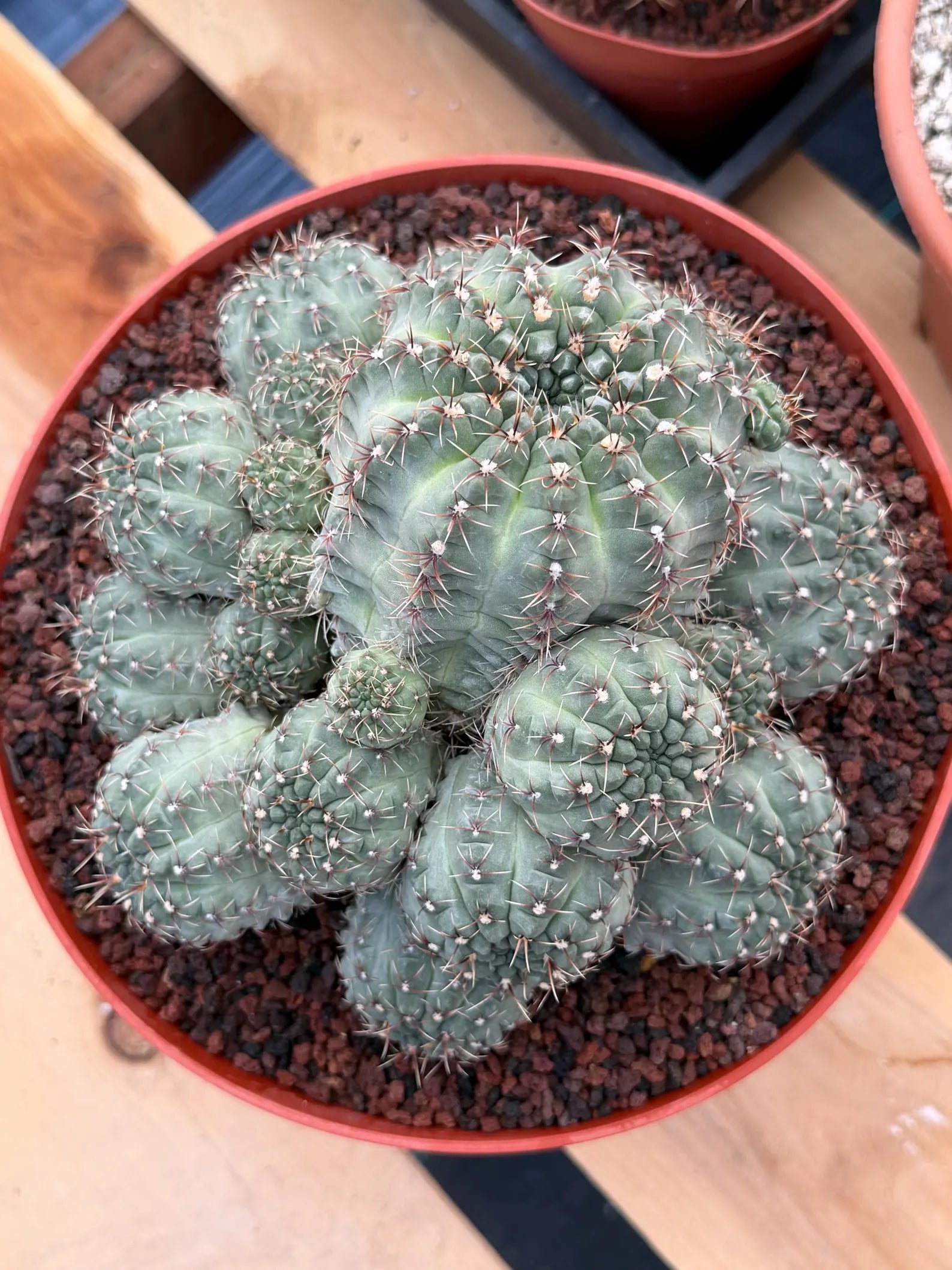 Large Gymnocalycium Baldianum Cluster | Rare Seed‑Grown Live Cactus Plant #1