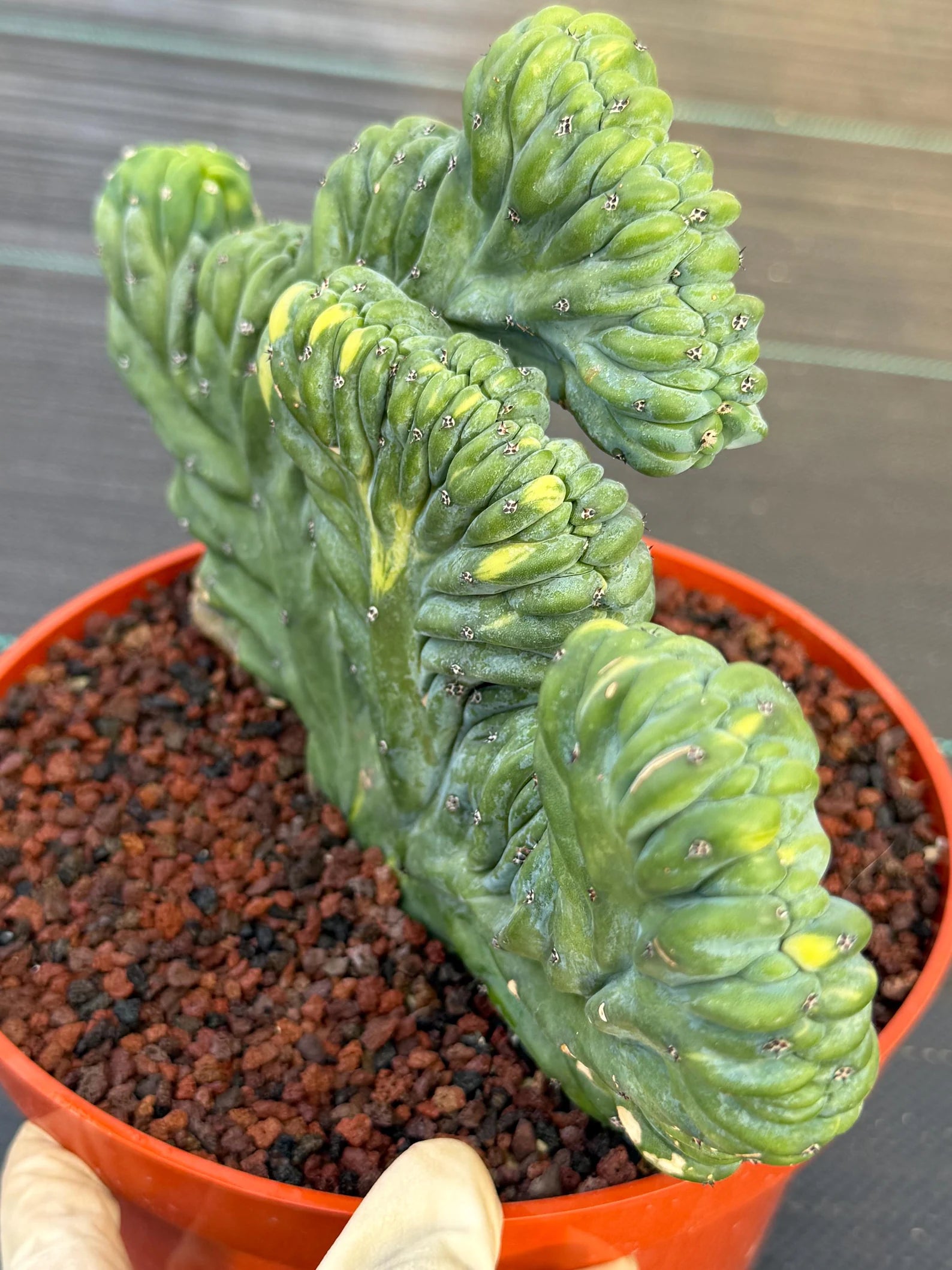 Variegated Crested Blue Myrtle Cactus – Rare Fan-Shaped Specimen | Collector's Plant #634