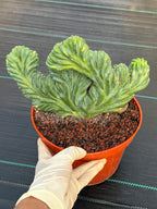 Variegated Crested Blue Myrtle Cactus – Rare Fan-Shaped Specimen | Collector's Plant #634