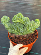 Variegated Crested Blue Myrtle Cactus – Rare Fan-Shaped Specimen | Collector's Plant #634