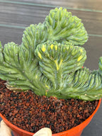 Variegated Crested Blue Myrtle Cactus – Rare Fan-Shaped Specimen | Collector's Plant #634