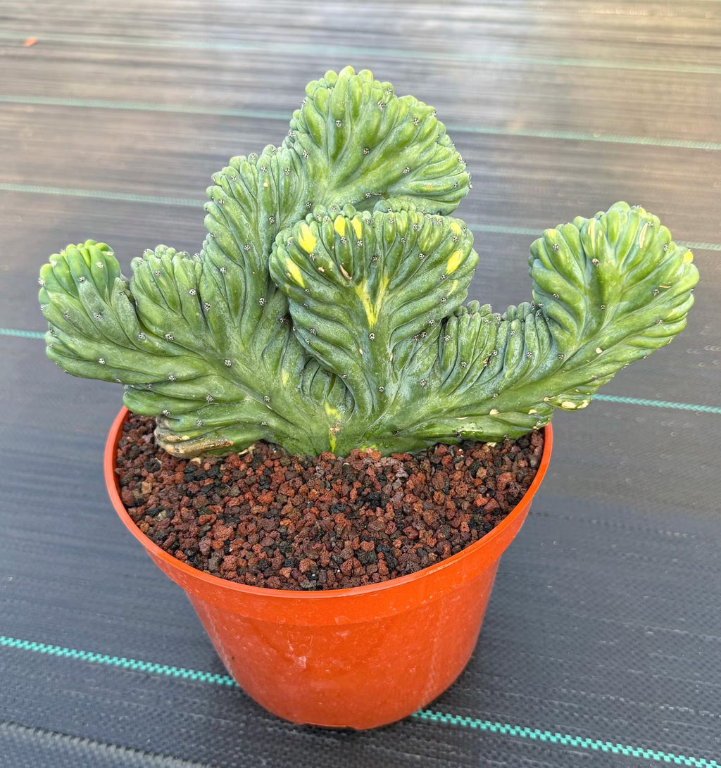 Variegated Crested Blue Myrtle Cactus – Rare Fan-Shaped Specimen | Collector's Plant #634
