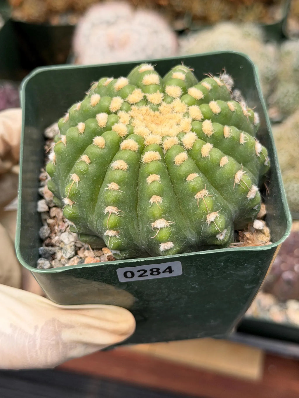 Rare Notocactus Ball Cactus Live Plant | 3.5-Inch Exotic Cactus Succulent | Collector Plant #284